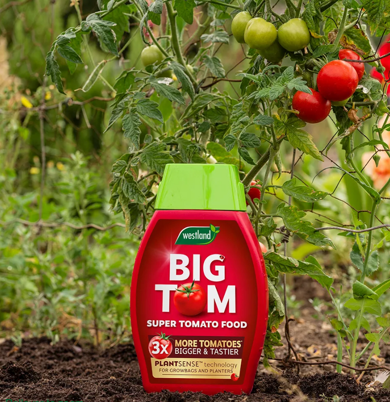 Big Tom New Bottle 1L BUY 2 FOR €16.99 - Dynamite Hardware